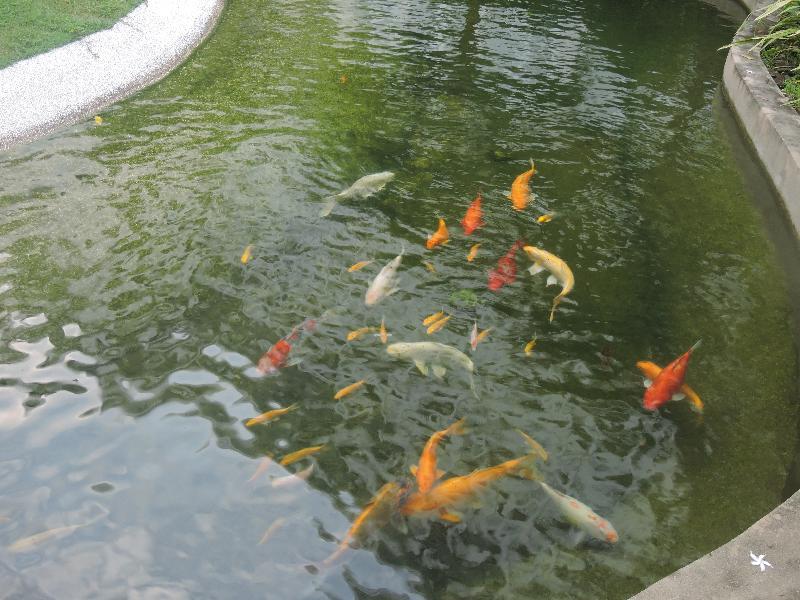 מלון ג'ורג' טאון The Millen Penang, Autograph Collection מראה חיצוני תמונה Koi in a pond