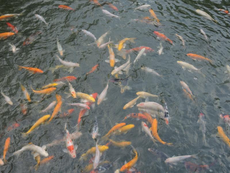 מלון ג'ורג' טאון The Millen Penang, Autograph Collection מראה חיצוני תמונה Goldfish